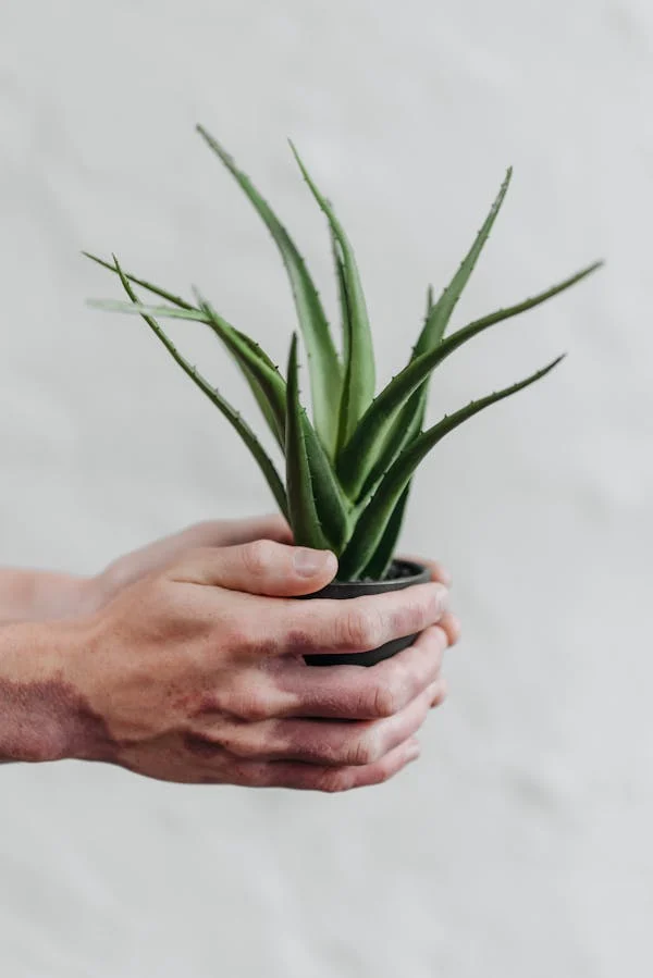 aloe vera