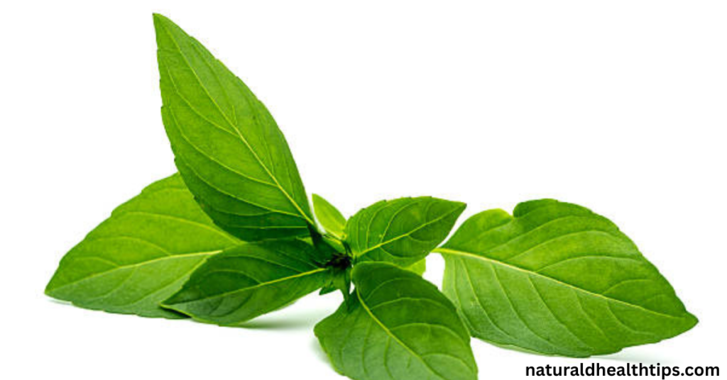 Thai Basil for Hair Growth