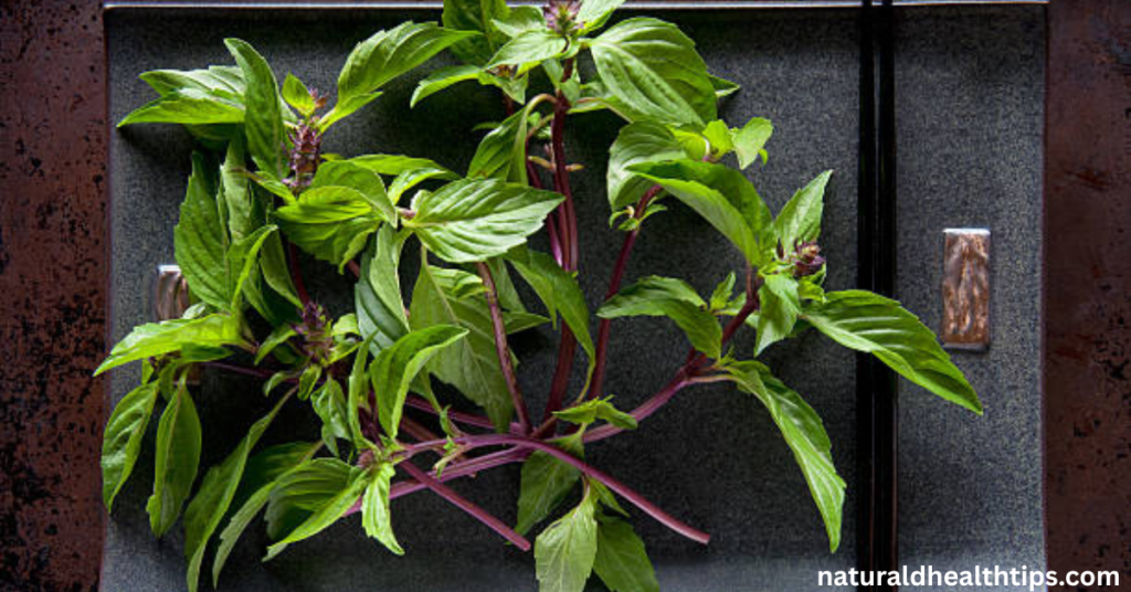 Thai Basil for Hair Growth