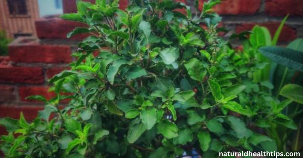 Thai Basil for Hair Growth